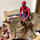 Illustration for article titled Spider-Man Shows His Sensitive Side with Cats